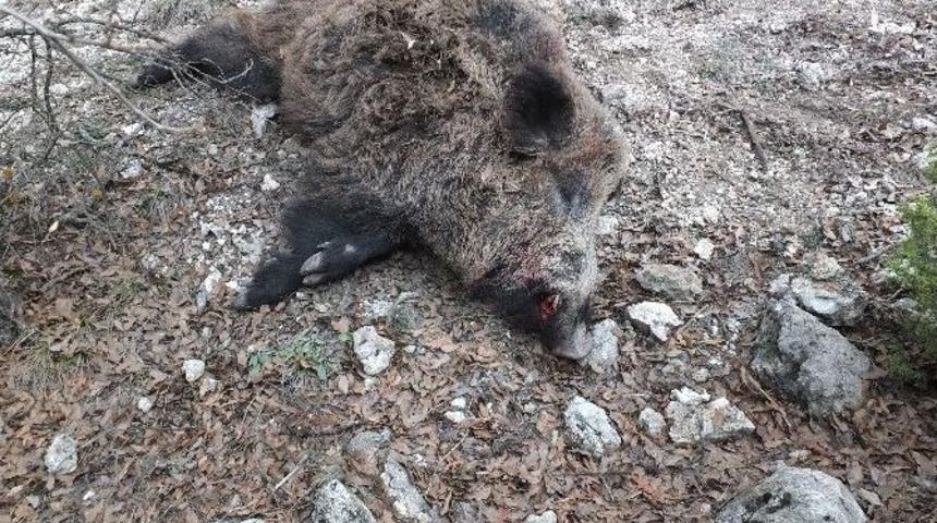 K&uuml;tahya &Ccedil;ift&ccedil;isinden Domuz Avı