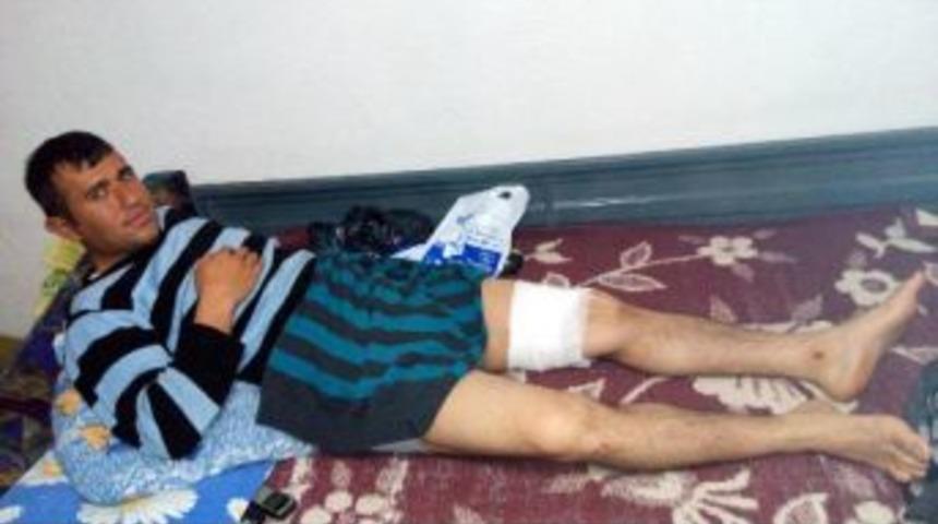 Yaban Domuzu Saldıran &Ccedil;obanı K&ouml;peği Kurtardı