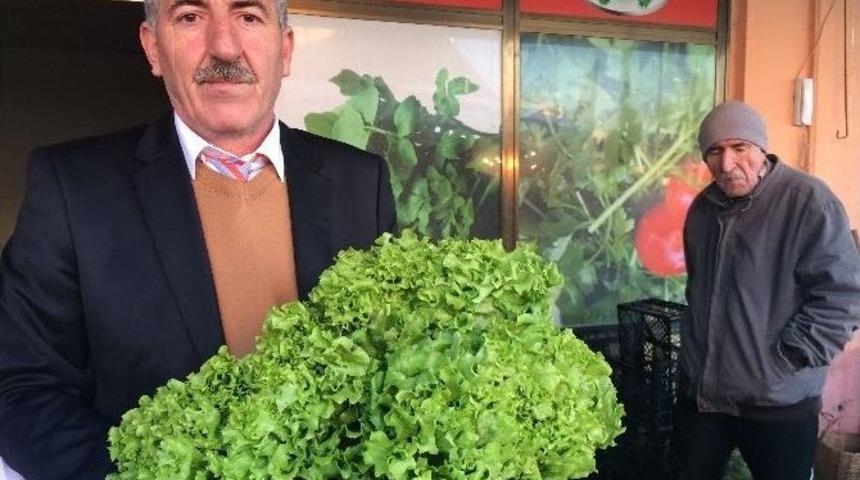 Manav Tezgahından Siyasete