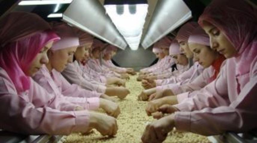 D&uuml;zce&rsquo;den 720 Ton Fındık İhra&ccedil; Edildi