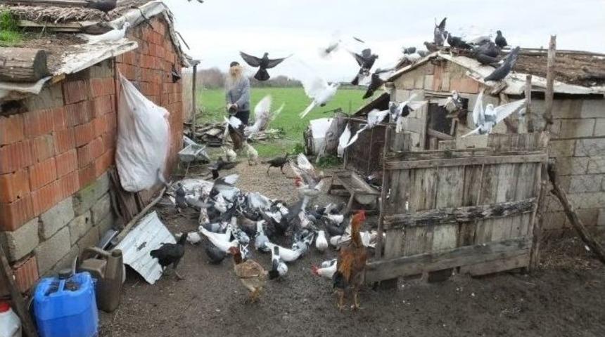 Burhaniyeli Besicinin G&uuml;vercin Tutkusu