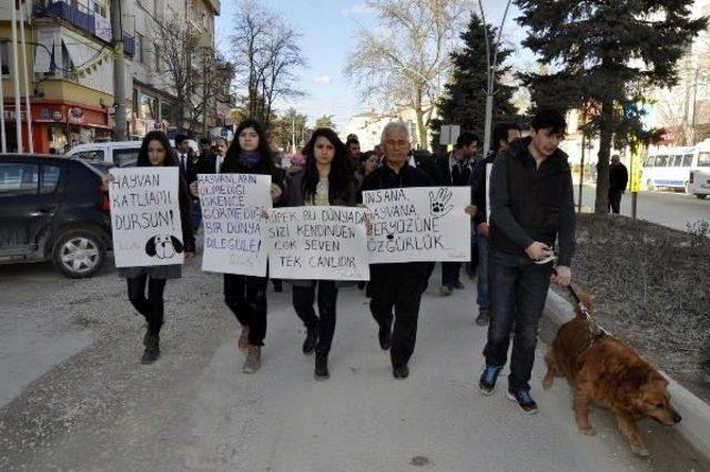 Arazide Leşi Bulunan 84 Köpek, Taşınırken Araçta Boğulmuş (3)