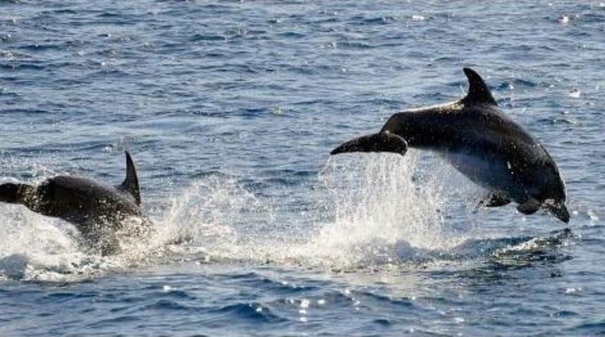 Yunus S&uuml;r&uuml;s&uuml; Hayran Bıraktı