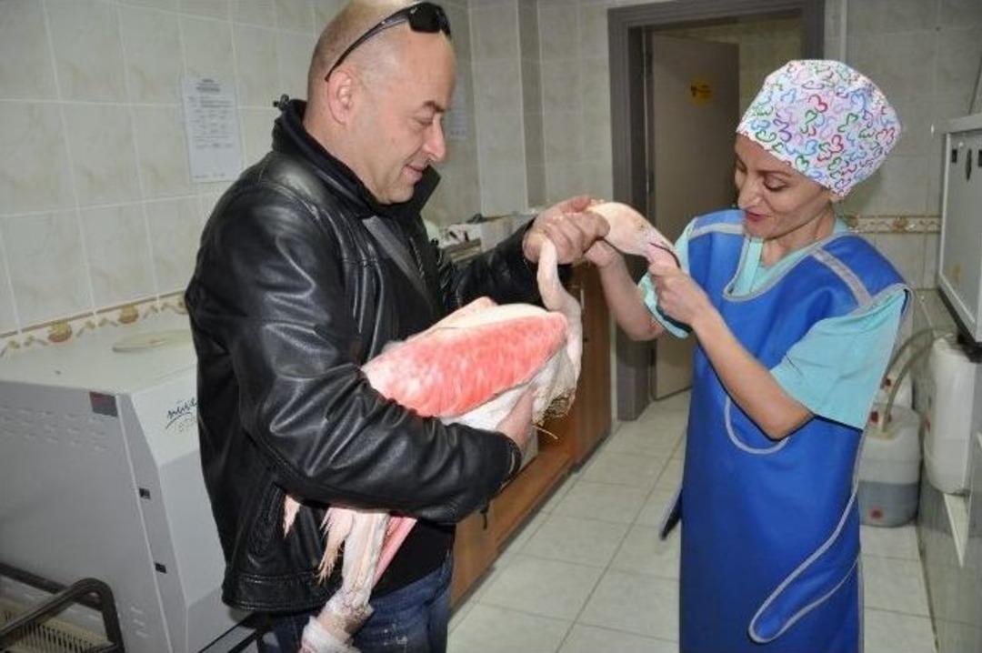 (&ouml;zel Haber) Bursa&rsquo;da Maganda Kurbanı Yaralı Flamingoya Ameliyat