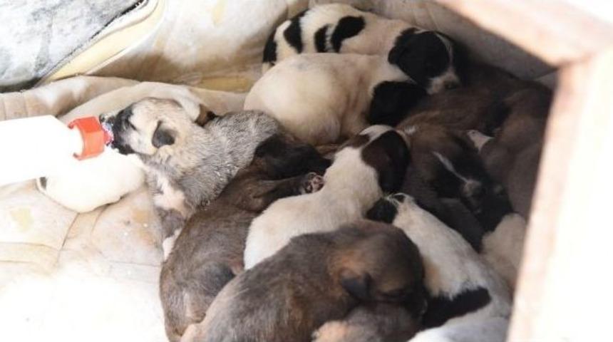 Annesiz Kalan Yavru K&ouml;peklere Belediye Sahip &Ccedil;ıktı