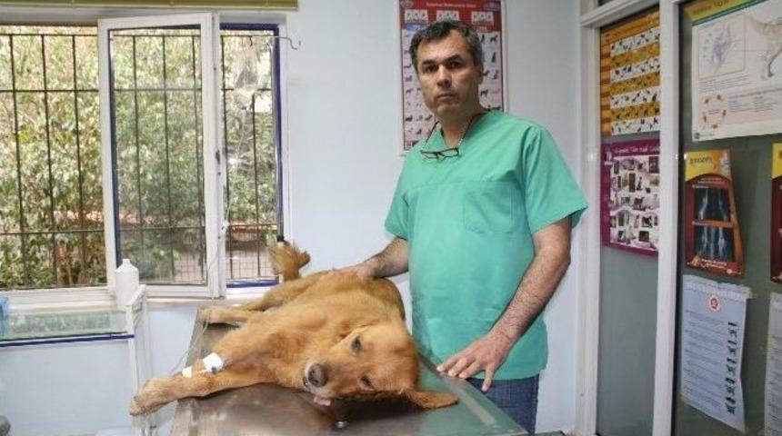 Marmaris’te 14 Hayvan Telef Oldu