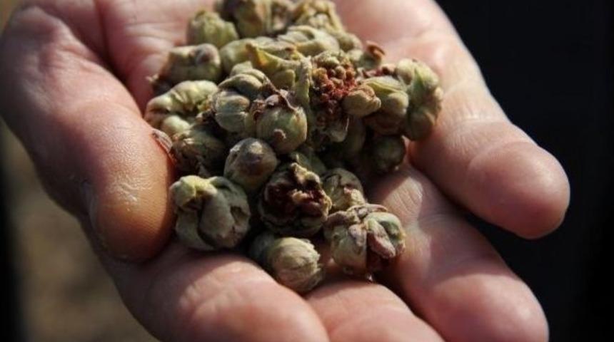 Fındıkta &rsquo;kozalak Akarı&rsquo; Zararlısı Uyarısı