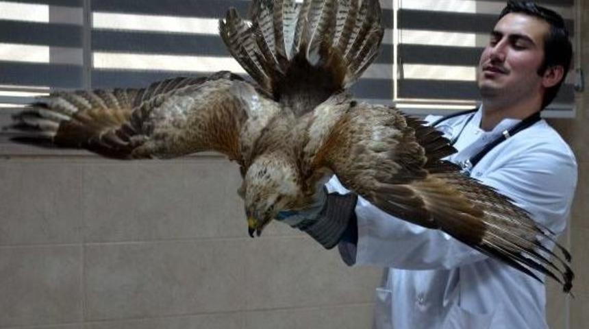 Kızıl Şahin Doğaya Salındı