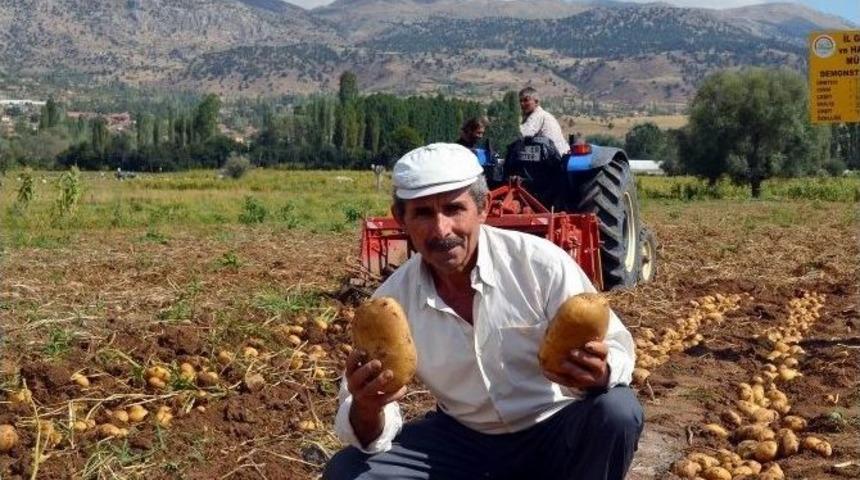 Patates &Uuml;retimi 1 Milyon Tona Ulaştı