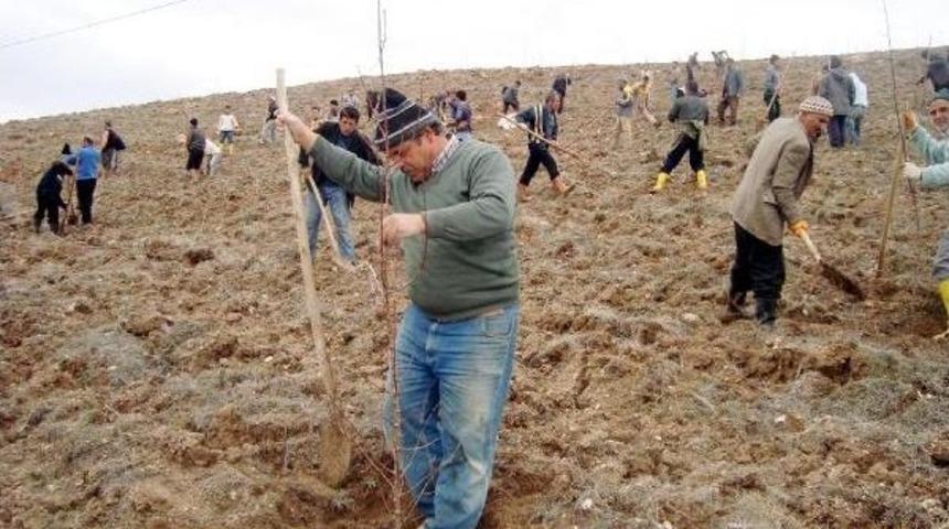 Muhtarlara, 'su Vermediniz, Ağa&ccedil;lar Kurudu' Cezası