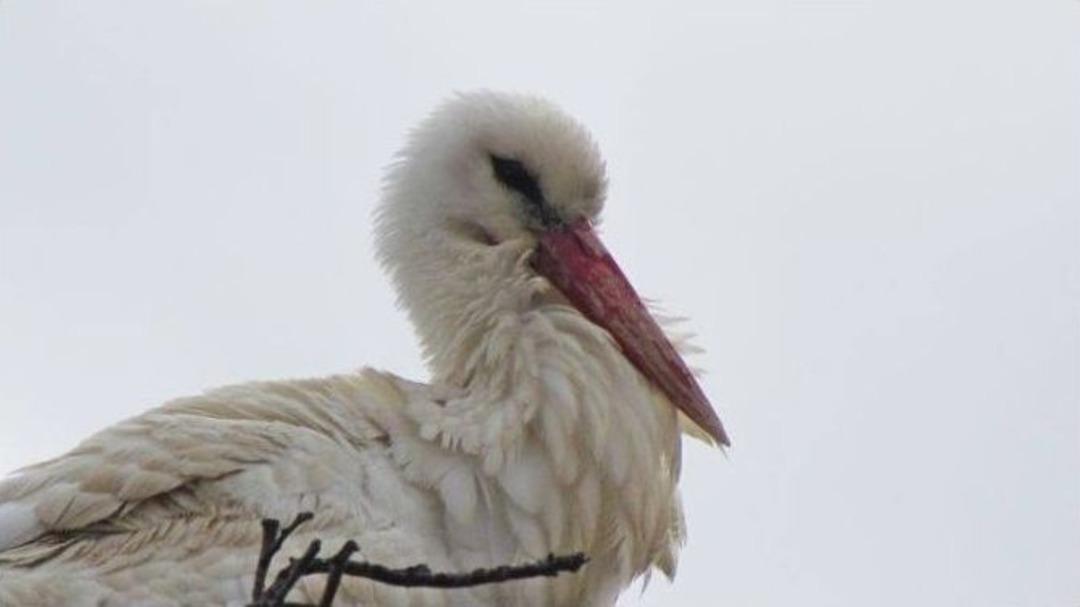 Yaz G&ouml;&ccedil;menlerinin &Ouml;nc&uuml; Leylekleri Geldi