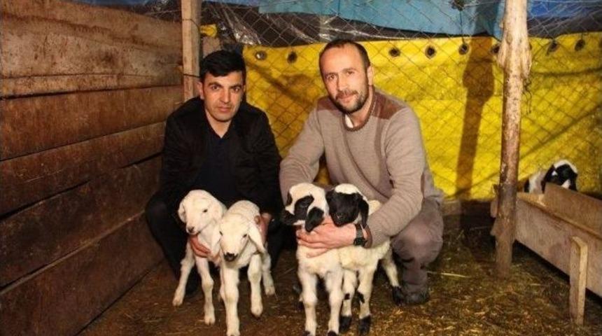 Oltu&rsquo;da Şubat Ayının Kuzu Bereketi