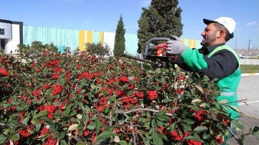 Ağa&ccedil;ların Bakımları Yapılıyor