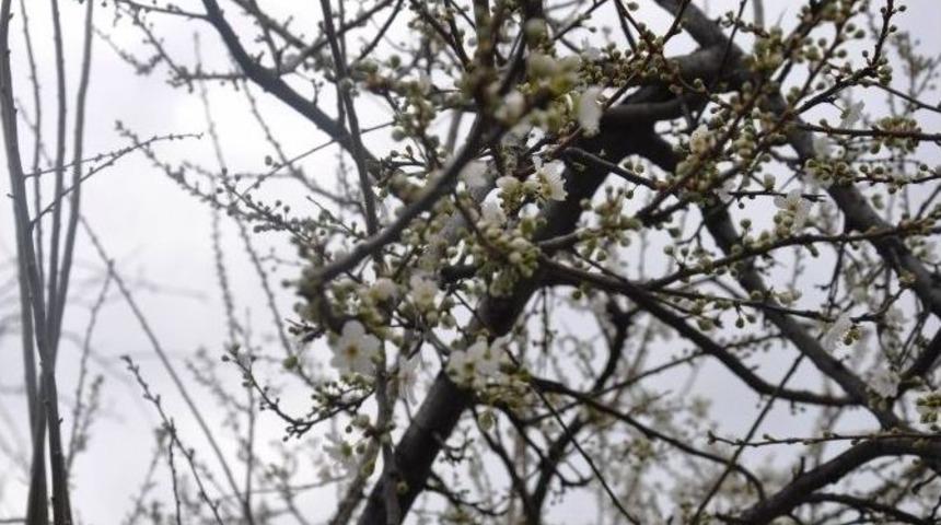 Tekirdağ&rsquo;da Yalancı Bahara Aldanan Ağa&ccedil;lar &Ccedil;i&ccedil;ek A&ccedil;tı