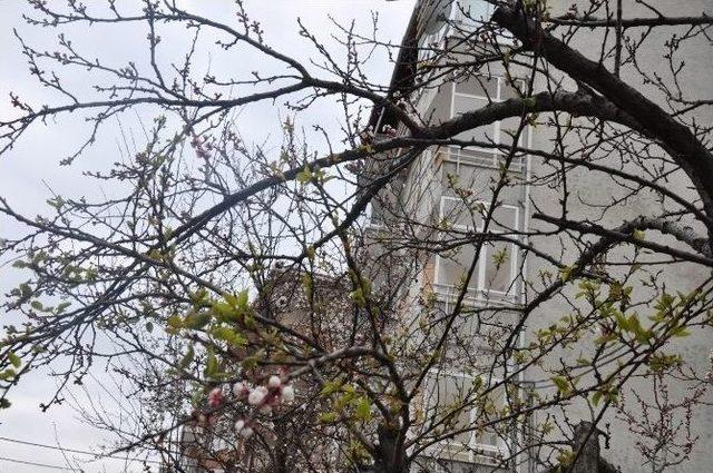 Tekirdağ’da Yalancı Bahara Aldanan Ağaçlar Çiçek Açtı