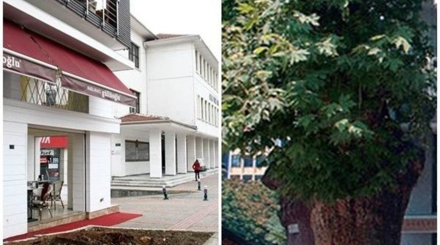 (&ouml;zel Haber) Bursa&rsquo;daki Asırlık &Ccedil;ınar Kesildi