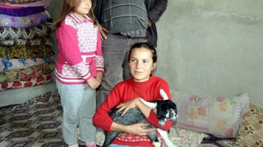 &Ccedil;ift Başlı Oğlak Hayrete D&uuml;ş&uuml;r&uuml;yor