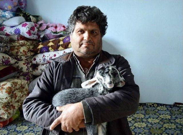 &Ccedil;ift Başlı Oğlak Hayrete D&uuml;ş&uuml;r&uuml;yor 1