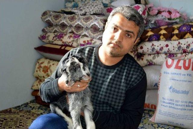 &Ccedil;ift Başlı Oğlak Hayrete D&uuml;ş&uuml;r&uuml;yor 2