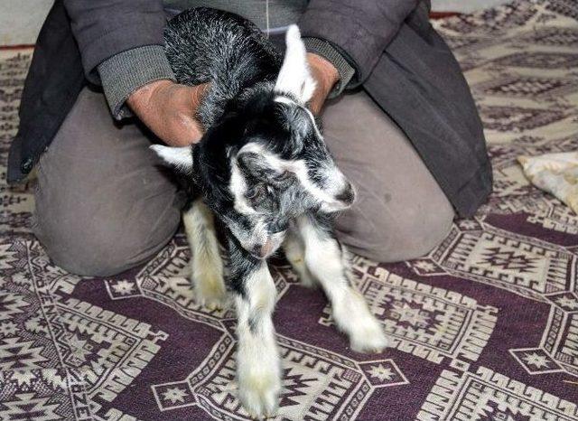 &Ccedil;ift Başlı Oğlak Hayrete D&uuml;ş&uuml;r&uuml;yor 3