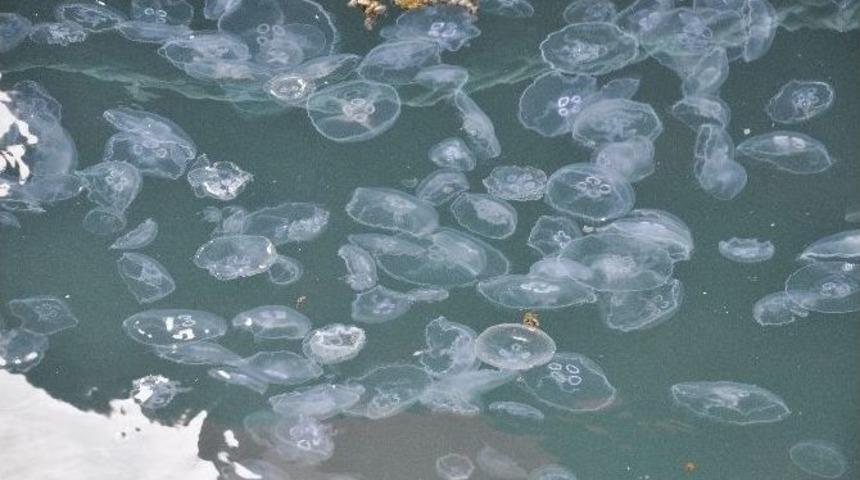 Kıyıya Vuran Binlerce Deniz Anası Korkuttu