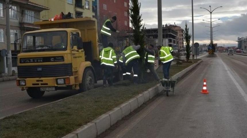 Tavşanlı&rsquo;da Ağa&ccedil;landırma &Ccedil;alışmaları Başladı