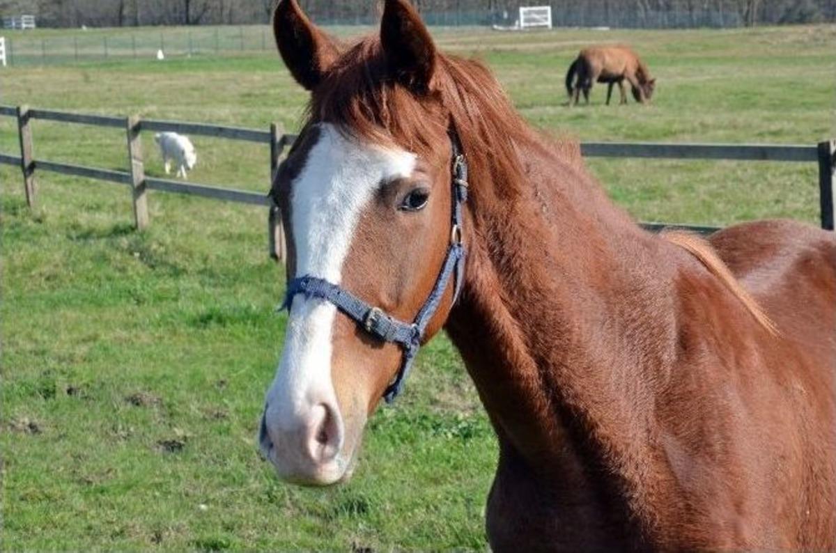 Hurdacılar Safkan İngiliz Atlarını &Ccedil;aldı