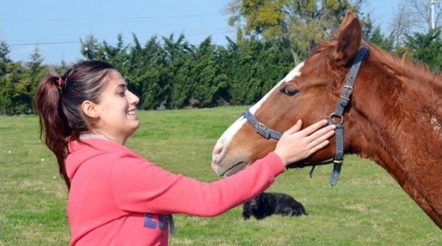 Yarış Atlarını &Ccedil;alan Hurdacılar Serbest Kaldı