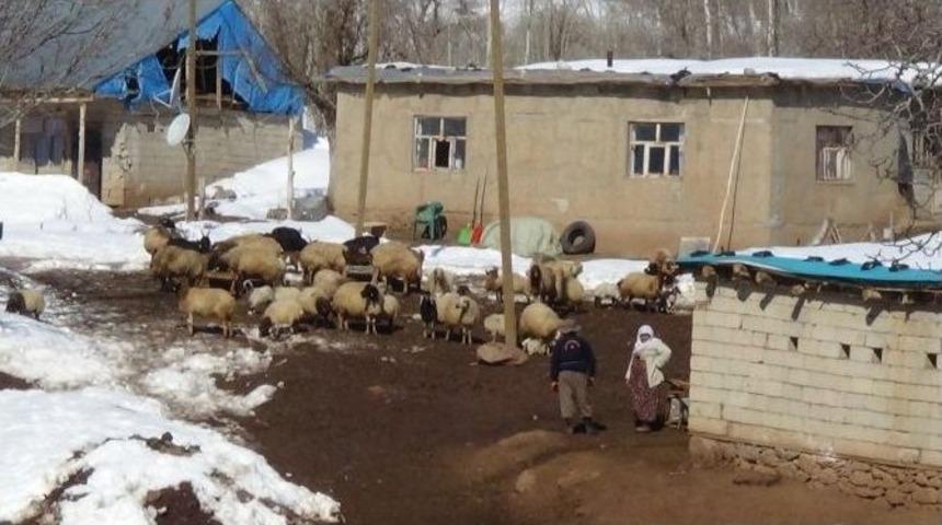 Kato Dağında Artık Kuzu Sesi Yankılanıyor