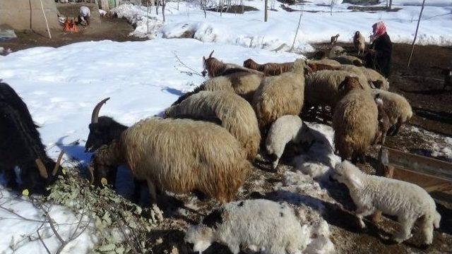 Kato Dağında Artık Kuzu Sesi Yankılanıyor