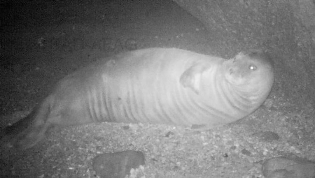 Akdeniz Foku, Marmara&rsquo;da G&ouml;r&uuml;nt&uuml;lendi