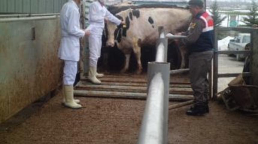 Jandarma&rsquo;dan Mezbaha Denetimi