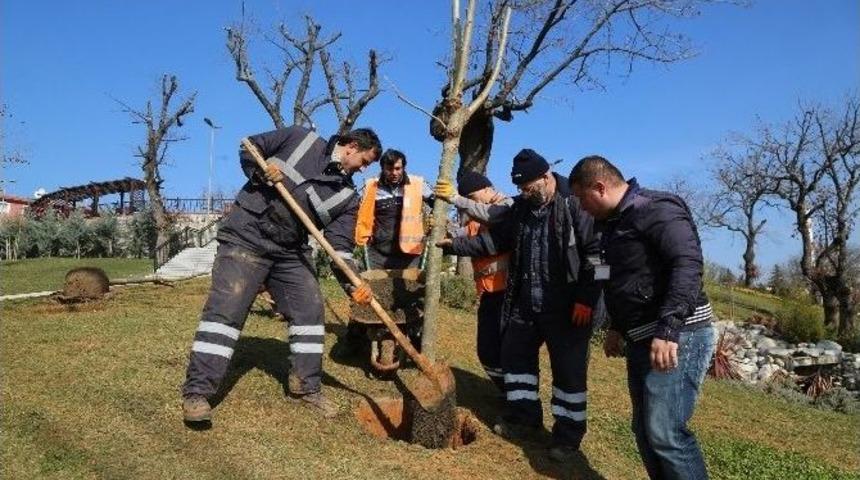 Kent Park Fidanlarla Donatılıyor