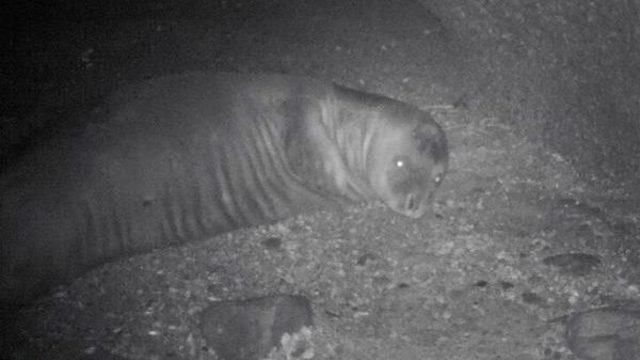 Marmara Denizi’Ndeki Akdeniz Foku’Nun Hayatı Tehlikede