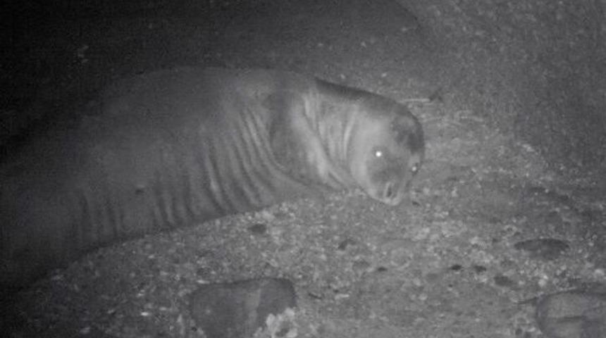 Marmara Denizi’Ndeki Akdeniz Foku’Nun Hayatı Tehlikede