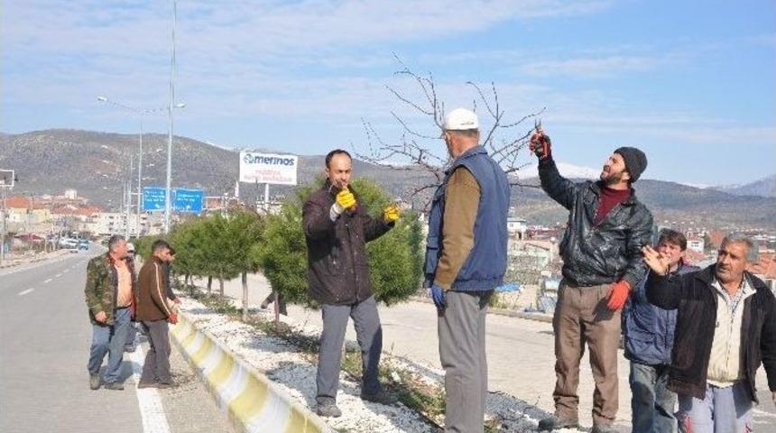 Ref&uuml;j Ve Parklardaki Ağa&ccedil;lar Budanıyor