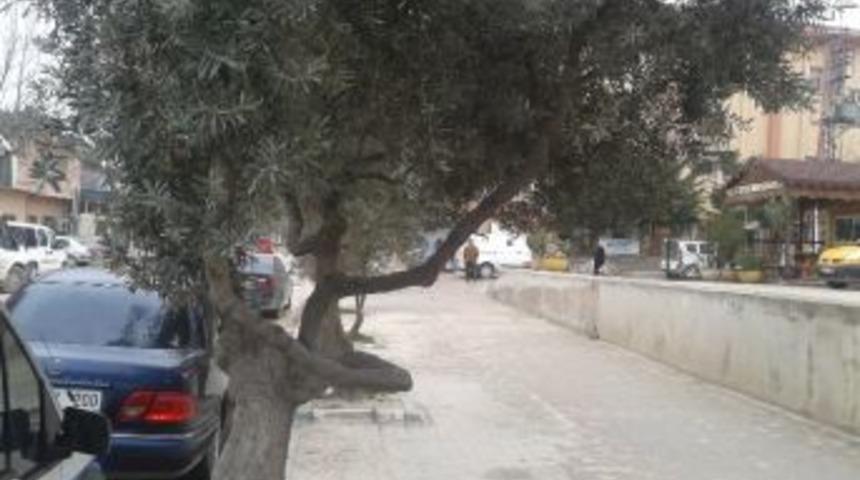 Yaya Yollarındaki Ağa&ccedil;lar Taşınıyor