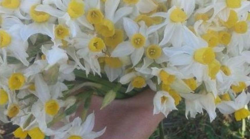 Siirt Dağlarında Nergis Çiçeği Açtı