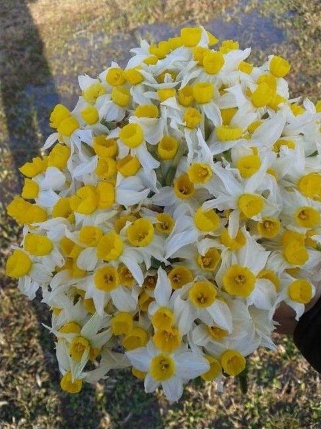 Siirt Dağlarında Nergis Çiçeği Açtı 1