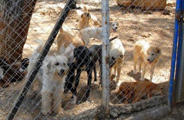 Başkanın Hastalığı Köpekleri Şimdilik Kurtardı