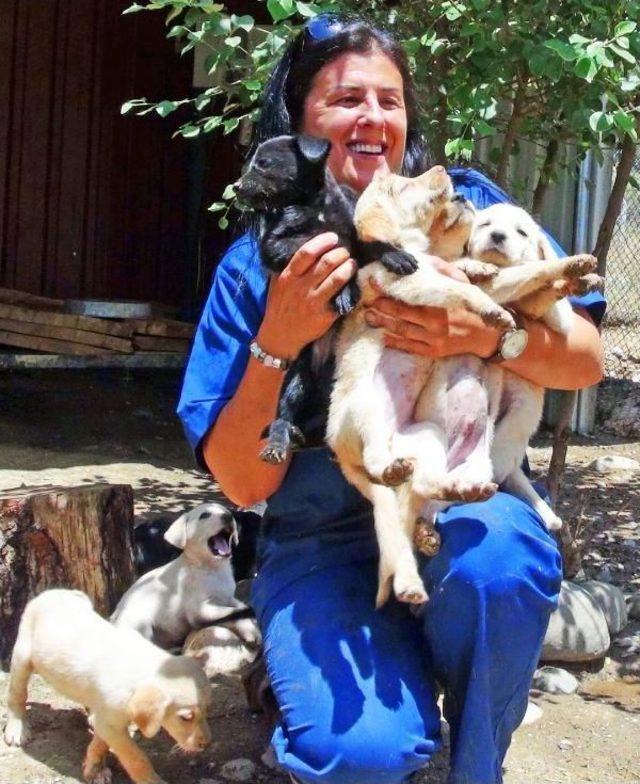 Başkanın Hastalığı Köpekleri Şimdilik Kurtardı