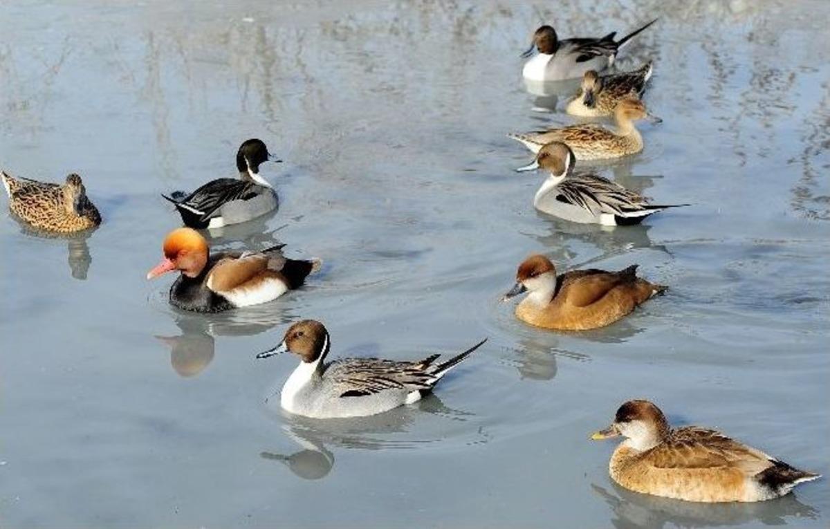 (&ouml;zel Haber) Vurduğu Yaralı &Ouml;rdeklerden Etkilenip Hayvanat Bah&ccedil;esi Kurdu