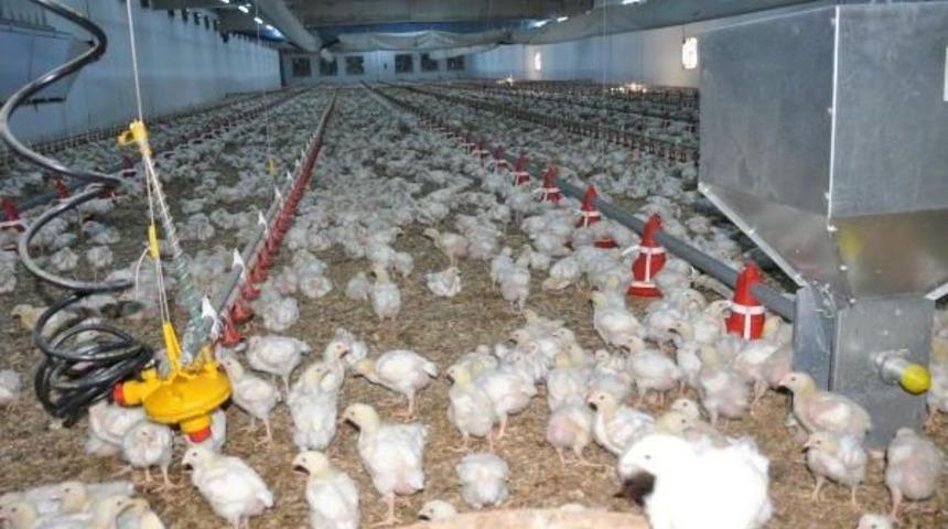 Tavuk &Ccedil;iftliğinde Elektrik &Uuml;retip Fazlasını Devlete Satacak