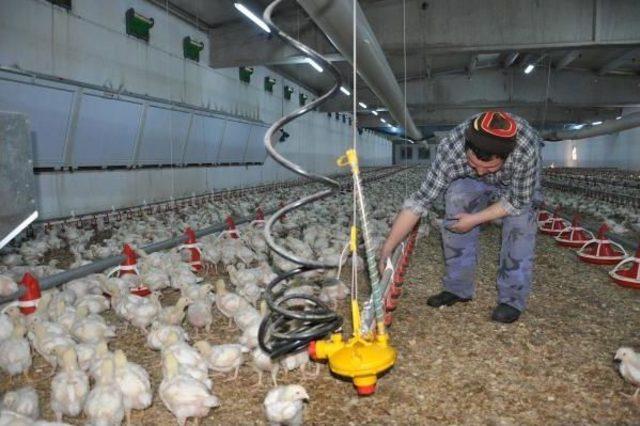 Tavuk Çiftliğinde Elektrik Üretip Fazlasını Devlete Satacak