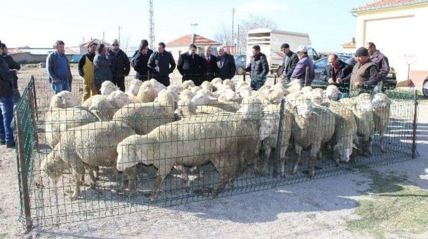 Karaman&rsquo;da Damızlık Ko&ccedil; Dağıtımı