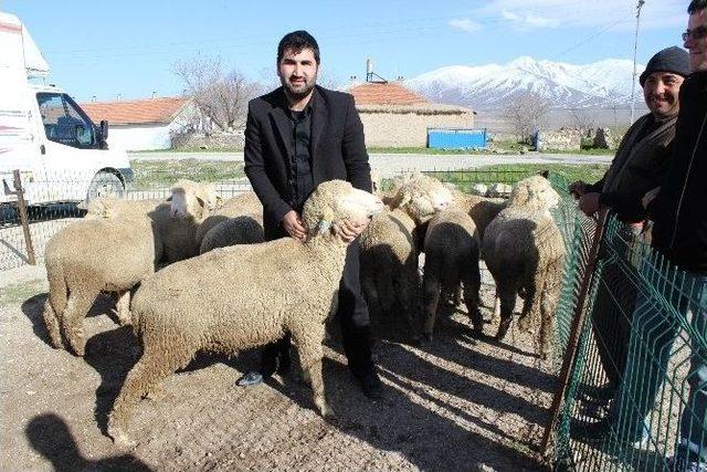 Karaman’da Damızlık Koç Dağıtımı