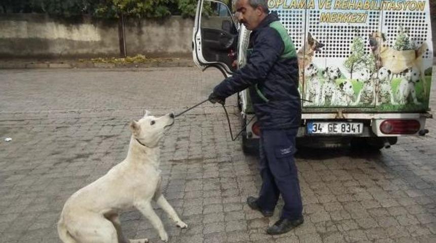 İslahiye&rsquo;De Sokak K&ouml;pekleri Toplanıyor