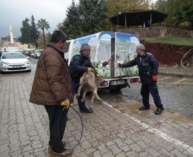 İslahiye’De Sokak Köpekleri Toplanıyor