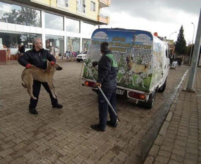 İslahiye’De Sokak Köpekleri Toplanıyor