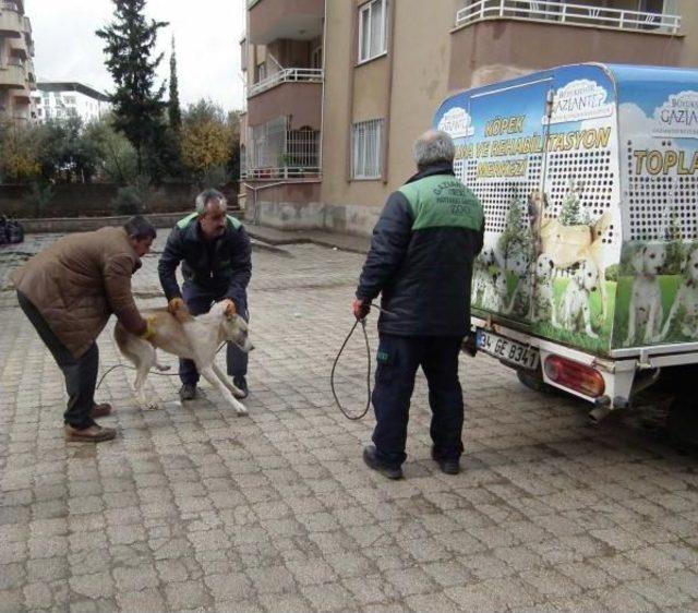 İslahiye’De Sokak Köpekleri Toplanıyor